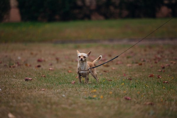 What are the UK pet microchipping regulations?